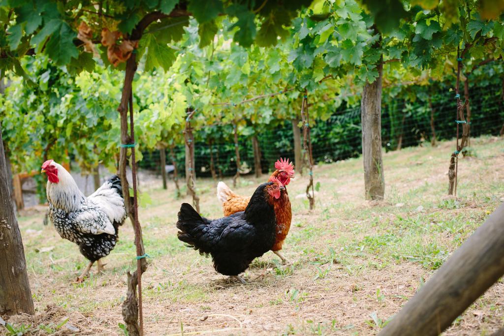 Agriturismo Mareli Villa Camaiore Ngoại thất bức ảnh